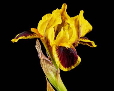 Yellow-bordo flower of iris, isolated on black background