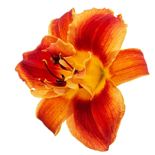 Orange Yellow Flower Daylily Lat Hemerocallis Isolated White Background —  Fotos de Stock