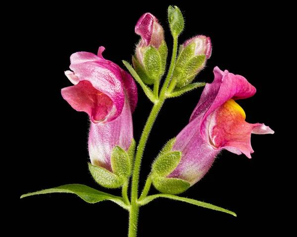Beautiful Flowers Snapdragon Lat Antirrhinum Majus Isolated Black Background — Stock Photo, Image