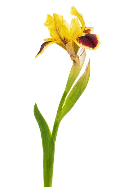 Yellow Bordo Flower Iris Isolated White Background — Stockfoto