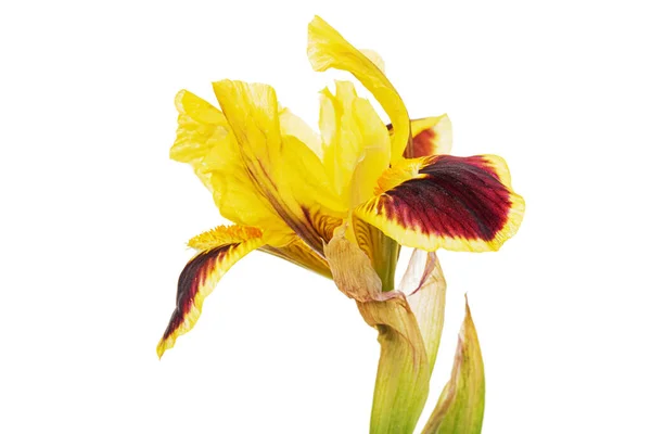 Yellow Bordo Flower Iris Isolated White Background — Stockfoto