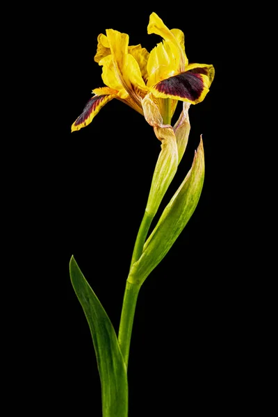 Yellow Bordo Flower Iris Isolated Black Background — Stock Photo, Image