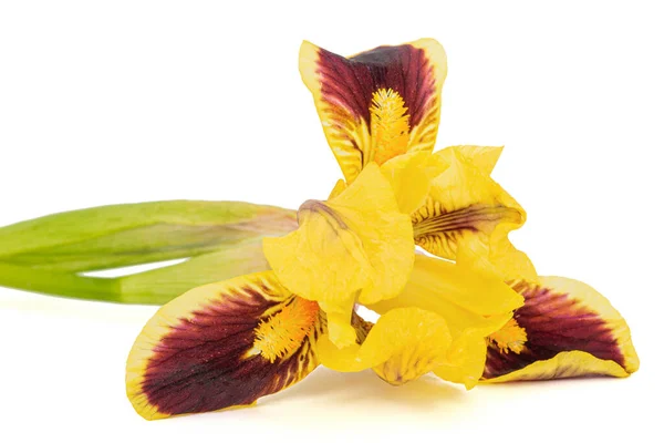 Yellow Bordo Flower Iris Isolated White Background — Stok fotoğraf