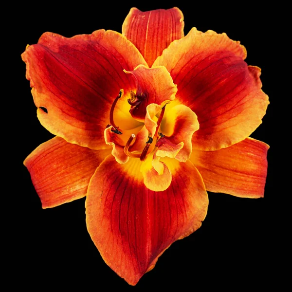 Orange Yellow Flower Daylily Lat Hemerocallis Isolated Black Background — Stock Fotó