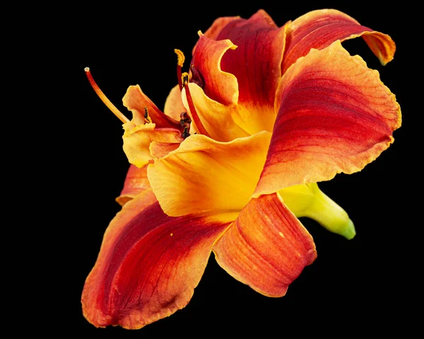 Orange Yellow Flower Daylily Lat Hemerocallis Isolated Black Background — Stock fotografie
