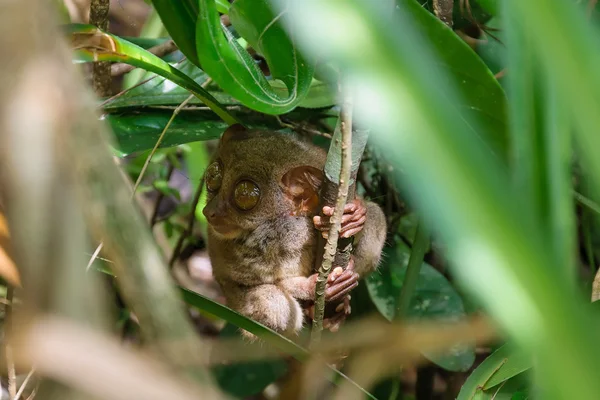 Tarsier — Stock Photo, Image