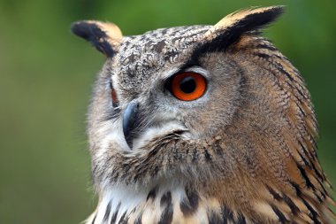 Kartal baykuş