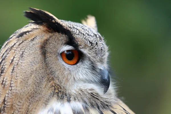 Búho águila — Foto de Stock