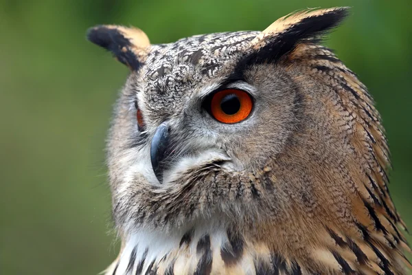 Búho águila — Foto de Stock