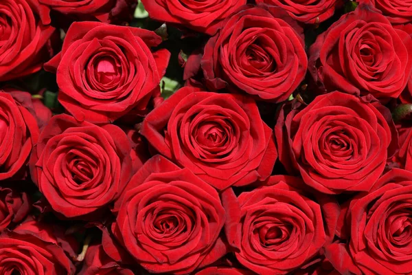 素晴らしい赤いバラの花束 — ストック写真