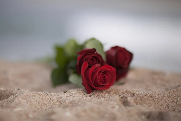 St Sevgililer günü için gül