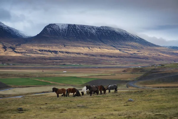 在冰岛Varmahlid附近美丽的牧场上 马正在吃草 — 图库照片
