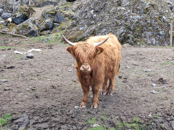 Góralskie Puszyste Krowy Pastwiska Flam Norwegia — Zdjęcie stockowe