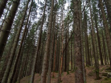 Mayıs 'ta Ulriken, Norveç' te Orman