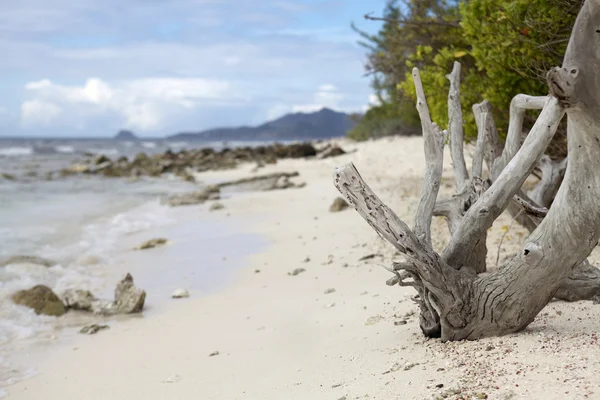 Spiaggia tropicale in Carribean — Foto Stock