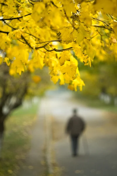 老年龄的概念。一个男人走在秋天的公园 图库图片