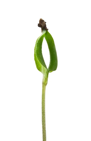 Tomato sprout — Stock Photo, Image