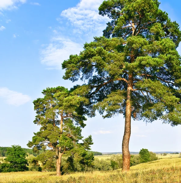 Tallträd — Stockfoto