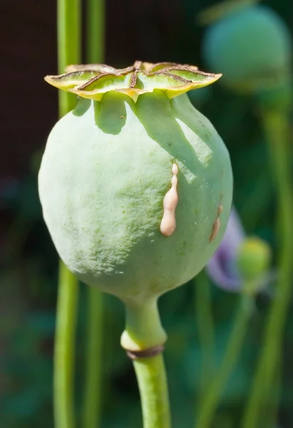 A poppy — Stock Photo, Image