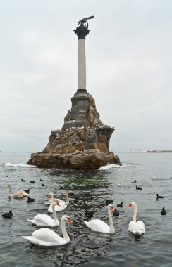 overwinterende zwanen