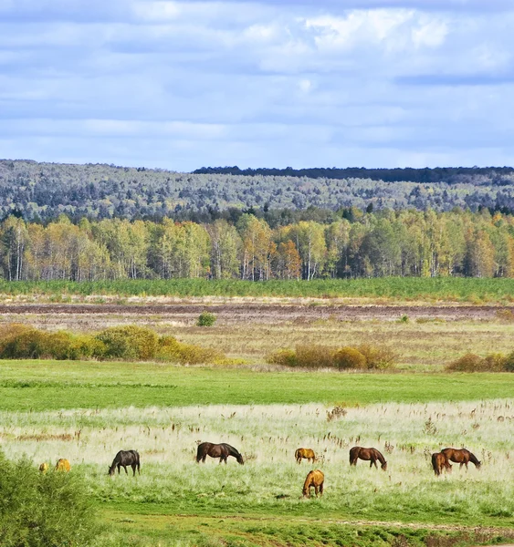 Troupeau de chevaux — Photo