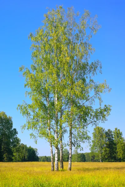 Birches — Stock Photo, Image