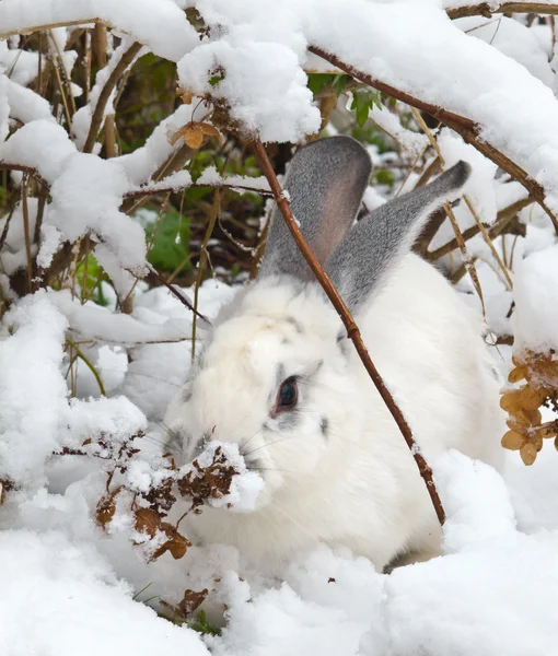 White rabbit — Stock Photo, Image