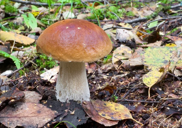 Egible mushroom — Stock Photo, Image