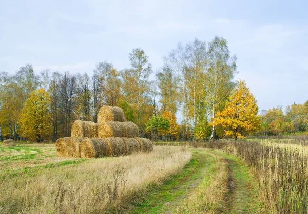 Nach der Ernte — Stockfoto