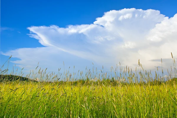 Hayfield — Foto Stock