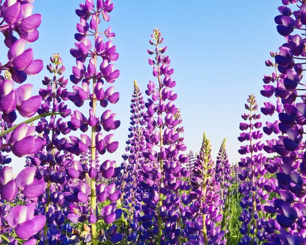 Onder lupine — Stockfoto