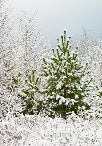 Der erste Schnee — Stockfoto