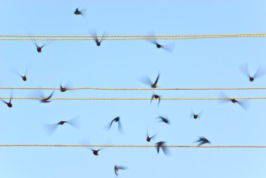 Take-off yutar