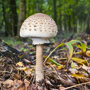 Şemsiye mantar (Macrolepiota procera)