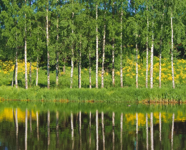 Madera de abedul en el lado de un estanque — Foto de Stock