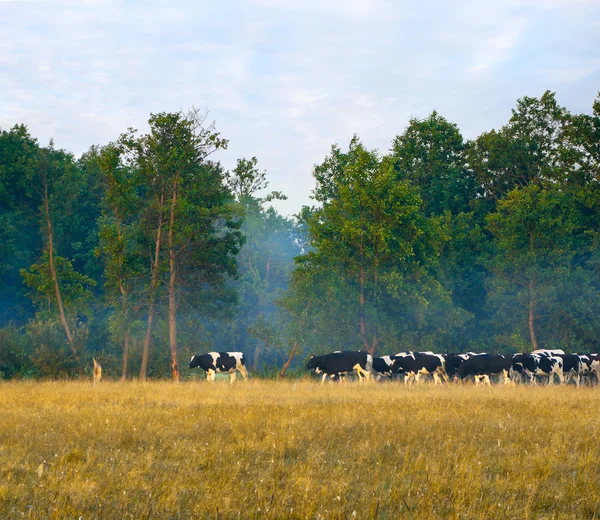 Rebaño de vacas —  Fotos de Stock