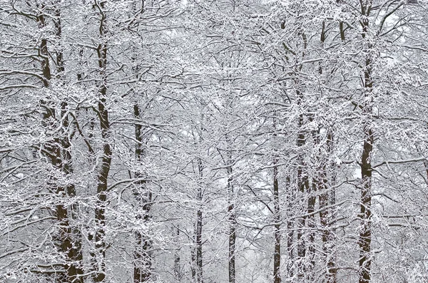 Winter background — Stock Photo, Image