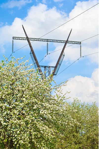 Apple tuin — Stockfoto