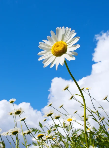 Summer flowers — Stock Photo, Image