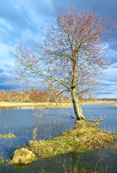 Lente-overstroming van rivier — Stockfoto