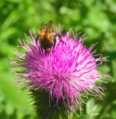 bir thistle tarihinde arı