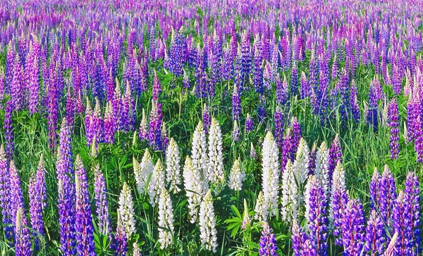 Lupines — Stock fotografie