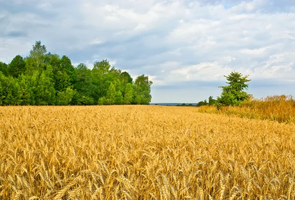 A field — Stock Image A field Royalty Free Stock Images