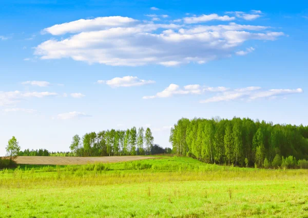 Unga blad — Stockfoto