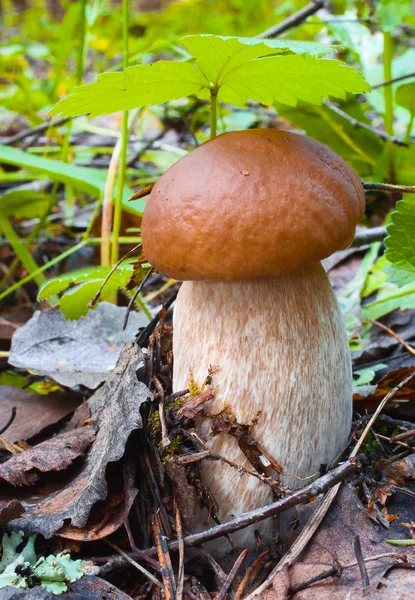 Edible mushroom — Stock Photo, Image