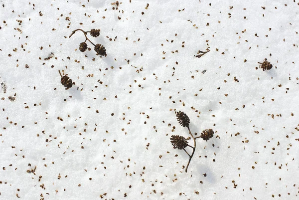 Seeds of alder on snow — Stock Photo, Image