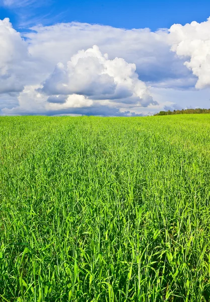 Estate in campagna — Foto Stock