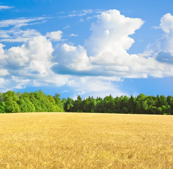 Un campo —  Fotos de Stock