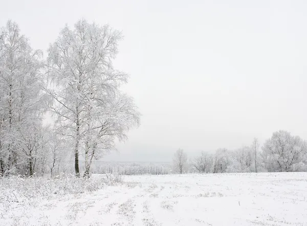 Зимняя сцена — стоковое фото