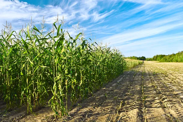 Kukorica növények Stock Kép